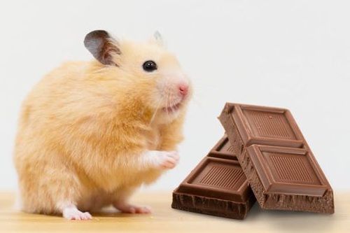 Hamster makan cokelat