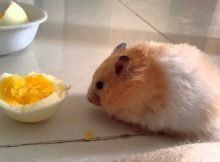 Hamster makan telur