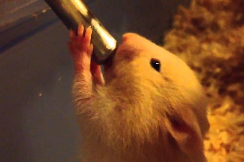 Hamster minum