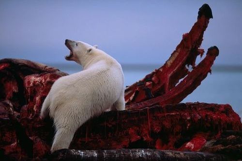 Hewan berbahaya beruang kutub