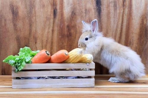 Kelinci makan sayur