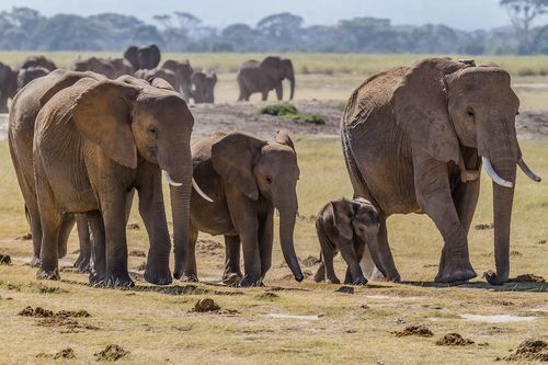 Keluarga Gajah