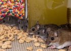 Makanan Tikus Rumahan