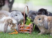 Makanan kelinci sayur