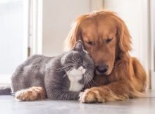 Nama Hewan Peliharaan