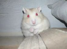 Warna mata hamster