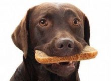 Anjing makan roti