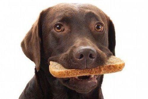 Anjing makan roti
