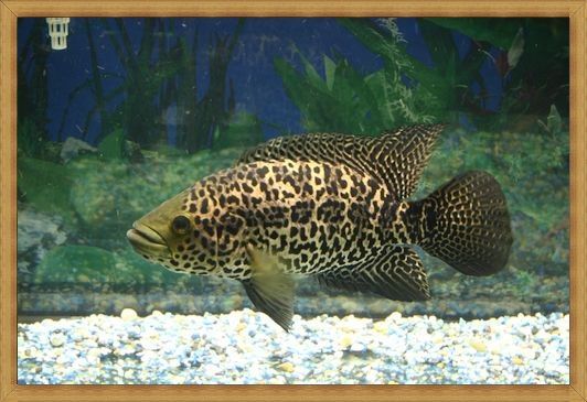 Gambar ikan Jaguar Cichlid