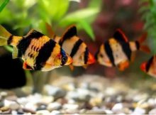 Gambar ikan Sumatra 2