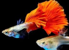 Gambar ikan guppy