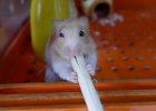 Hamster makan bambu