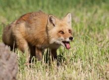 Hewan penyebar rabies