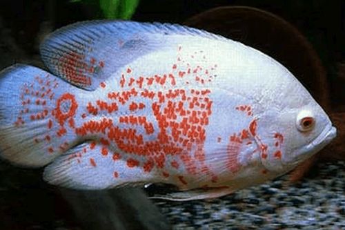 Ikan oscar albino