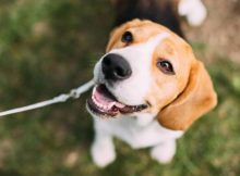 Nama Anjing Inggris Populer