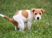 Anjing buang kotoran