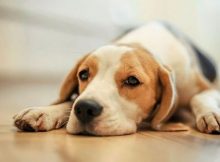 Anjing diare