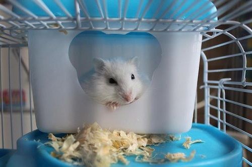 Hamster bersembunyi