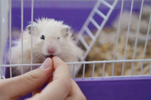 Hamster makan beras