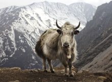 Hewan Asli Himalaya