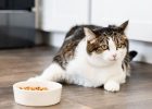 Kucing alergi makanan