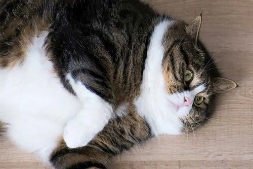 Kucing gemuk