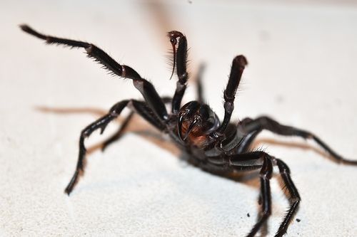 Laba-laba funnel web spider