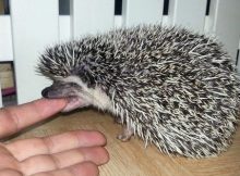 Landak mini menggigit