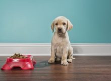 Anak anjing mogok makan