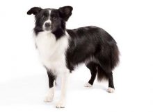 Anjing hitam putih Border Collie