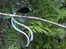 Astrapia Berekor Pita