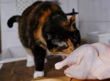 Ayam makan daging mentah