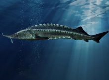 Beluga Sturgeon