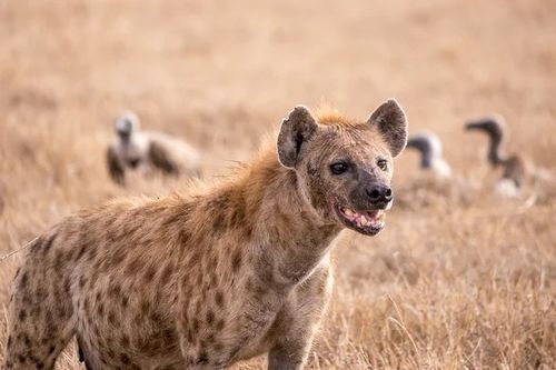 Fakta Hyena