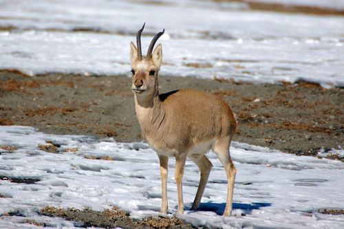 Gazelle Tibet