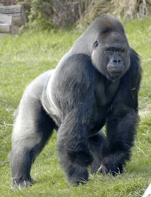 Gorila silverback