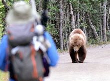 Hewan Berbahaya Amerika