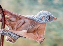 Hewan terbang tanpa sayap