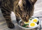 Kucing makan telur