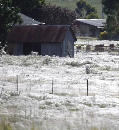 Ladang tertutup jaring laba-laba