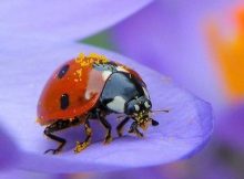 Ladybug