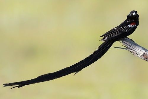 Long-Tailed Widow Bird