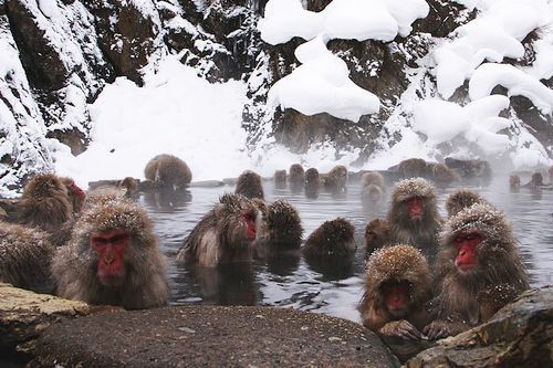 Monyet Salju