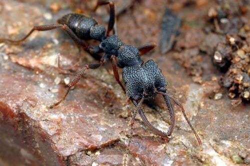 Semut Madagaskar