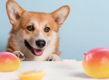 Vitamin anjing