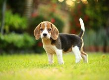 Beagle