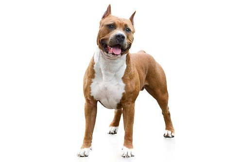 Anjing American Staffordshire Terrier