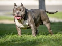 Anjing American bully