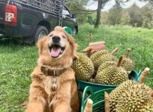 Anjing dan durian