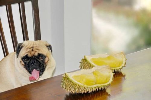 Anjing makan durian